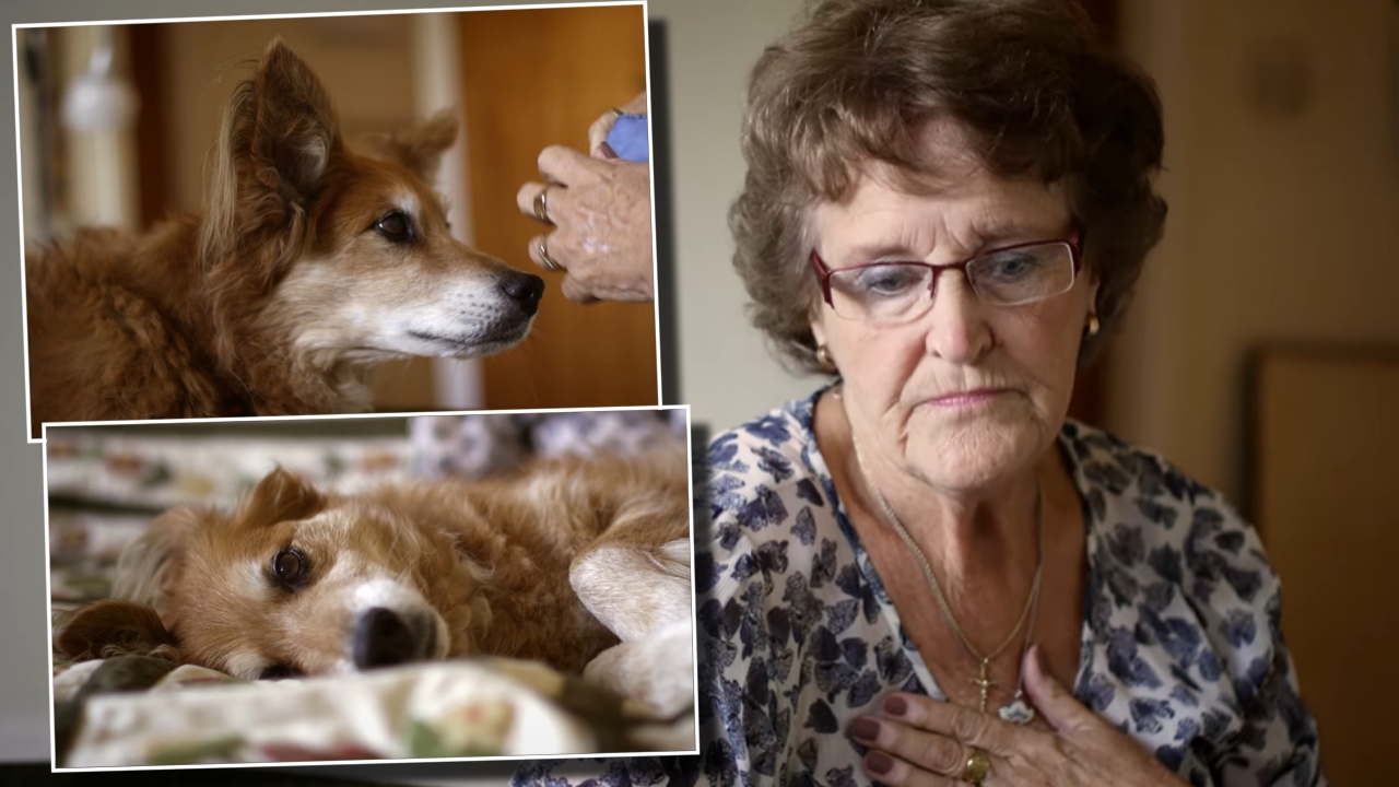 Povestea care a impresionat milioane de oameni. Cum a detectat un câine boala stăpânei sale