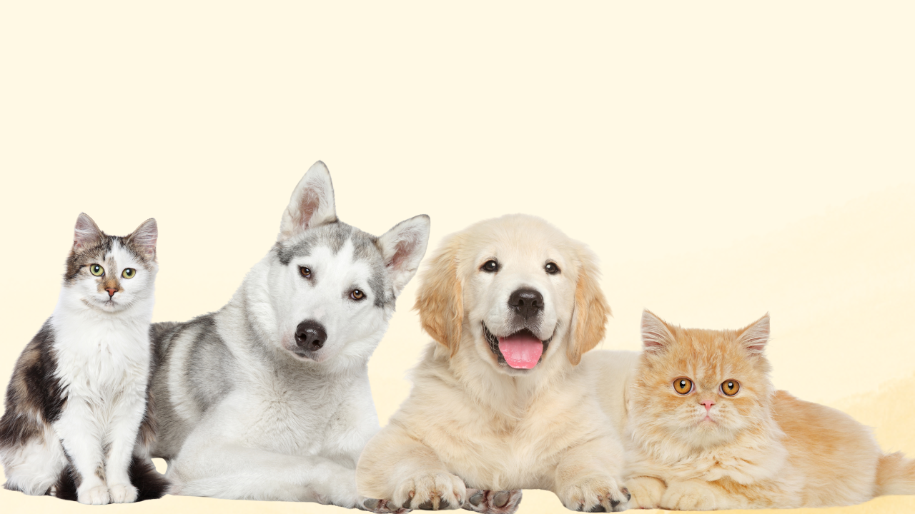 UE schimbă regulile pentru proprietarii de animale: Ce prevede noul proiect legislativ în cazul câinilor și pisicilor