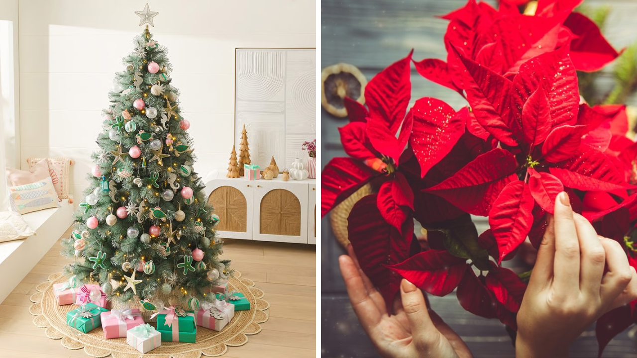 Sfaturi pentru un Crăciun cât mai verde: Cum să menții bradul hidratat și să alegi Crăciunița care rezistată cât mai mult
