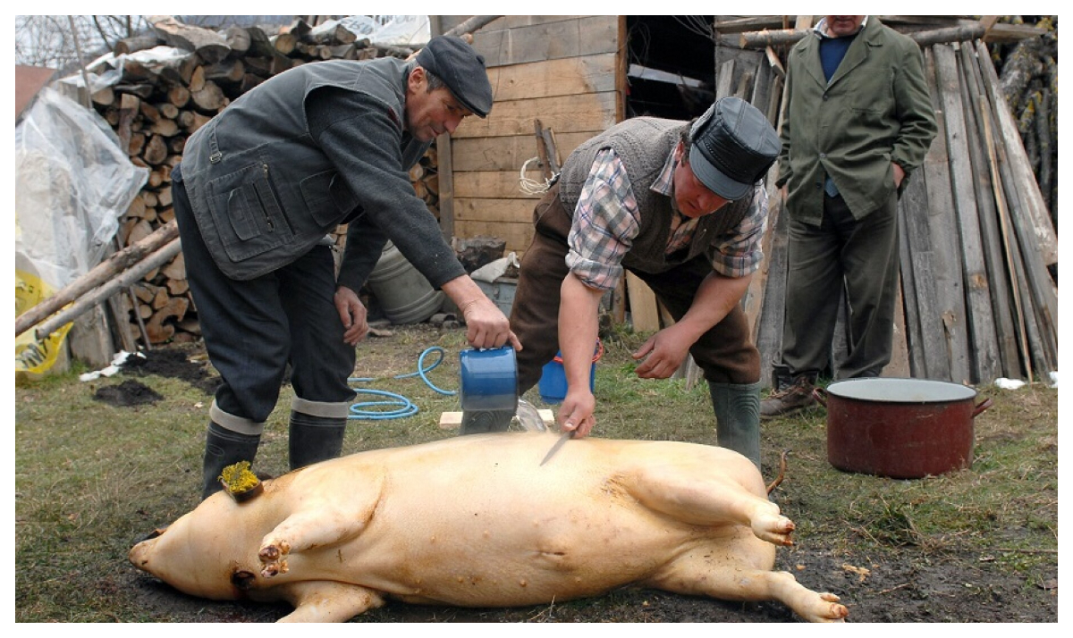 Ignat 2025. Când are loc sacrificarea porcilor și ce tradiții au românii