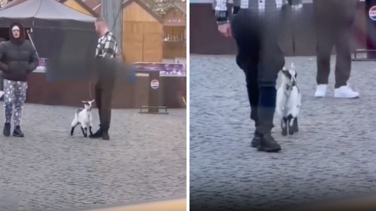 VIDEO – Scene memorabile la un Târg de Crăciun: Un bărbat a ieșit la plimbare cu un ieduț adorabil