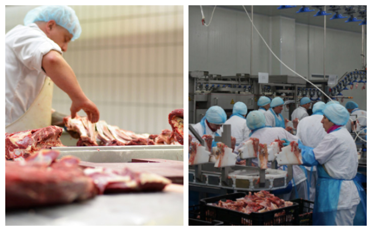 Cum au ajuns să fie exploatați în abatoarele din Olanda mai mulți români care credeau că vor lucra în Germania