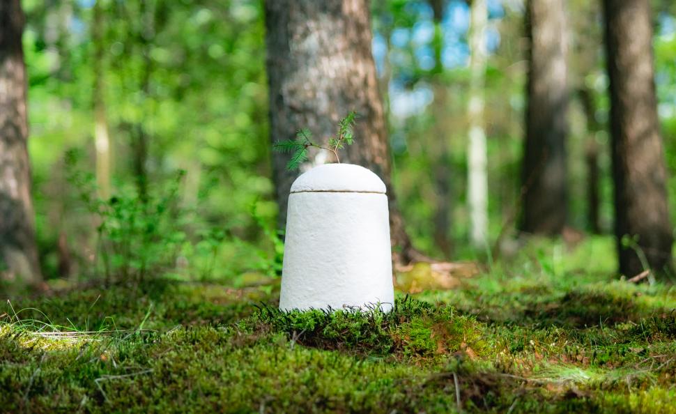 Revoluție în industria funerară: Sicriul din ciuperci care se cultivă ca o plantă și se descompune în 45 de zile