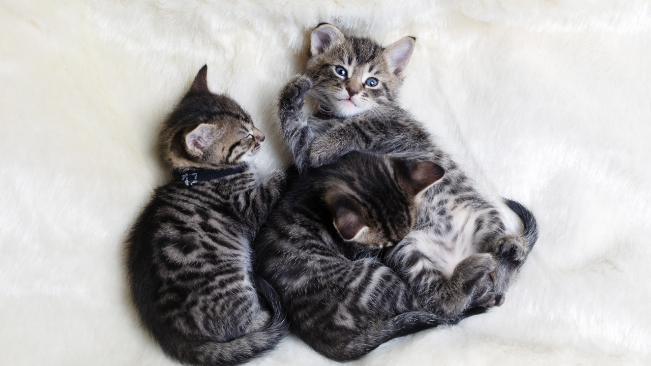 În Olanda a fost confirmat primul caz de gripă aviară la pisici. Mai mulți pui au murit din cauza infecției