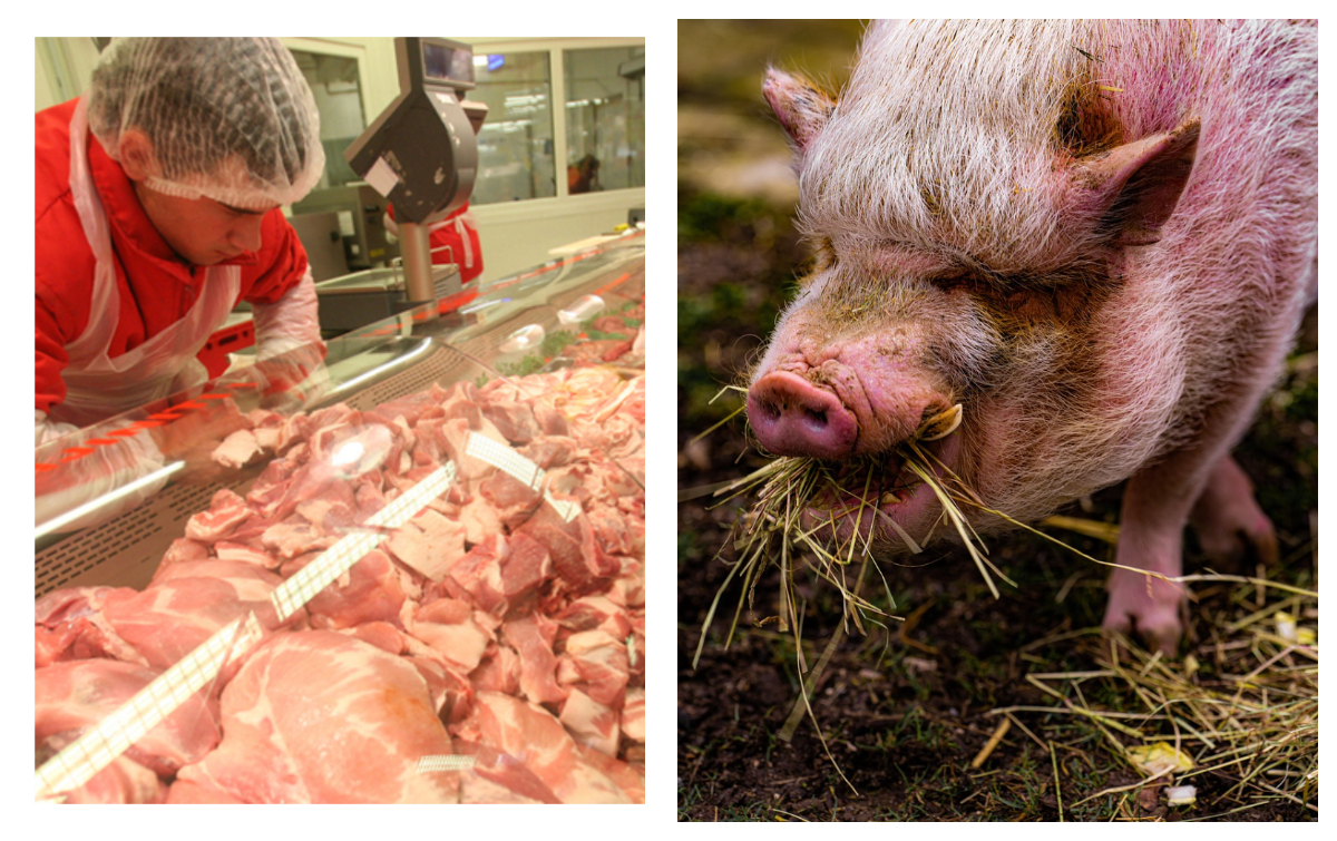 Cât costă porcul de Crăciun cu o săptămână înainte de sărbători în piețe și supermarketuri. Cu cât se vinde porcul în viu direct de la poarta fermei