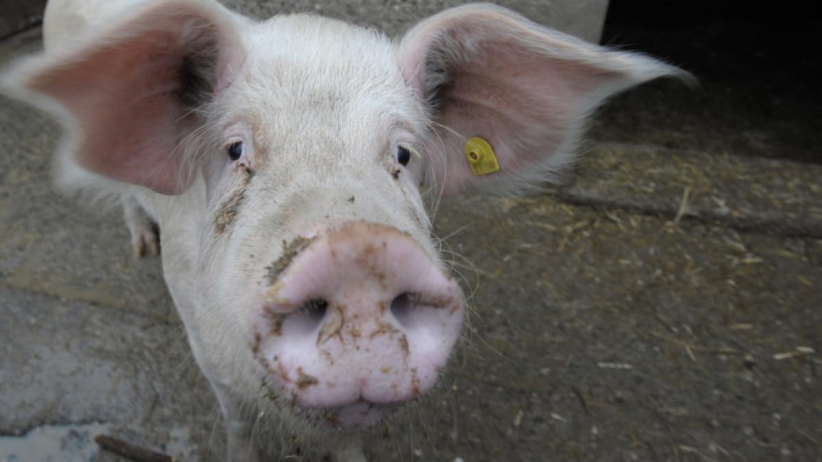 Doi bărbaţi au mers să taie porcul, dar s-au luat la bătaie şi s-au înjunghiat după ce s-au îmbătat. Porcul nici măcar nu era al lor!