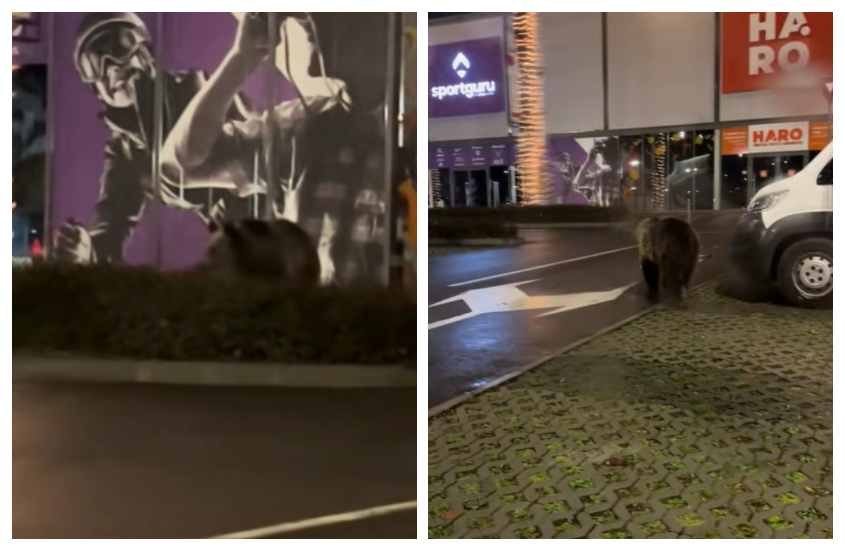 Imagini halucinante! Urşii au venit să vadă luminiţele de Crăciun la Braşov VIDEO