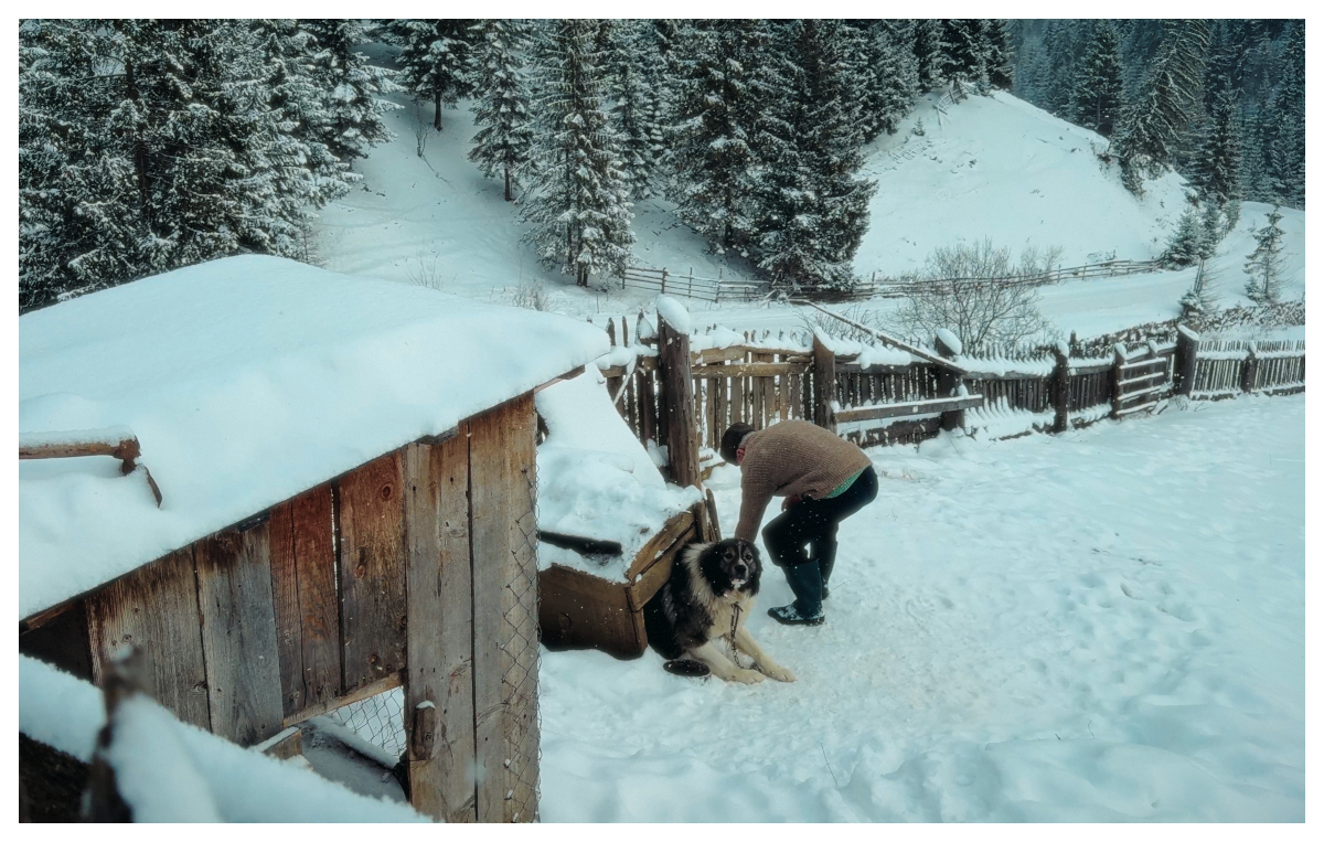 „FREELANŢ”. Ştefan Mandachi a eliberat de lanţ toţi câinii dintr-un sat din Suceava FOTO