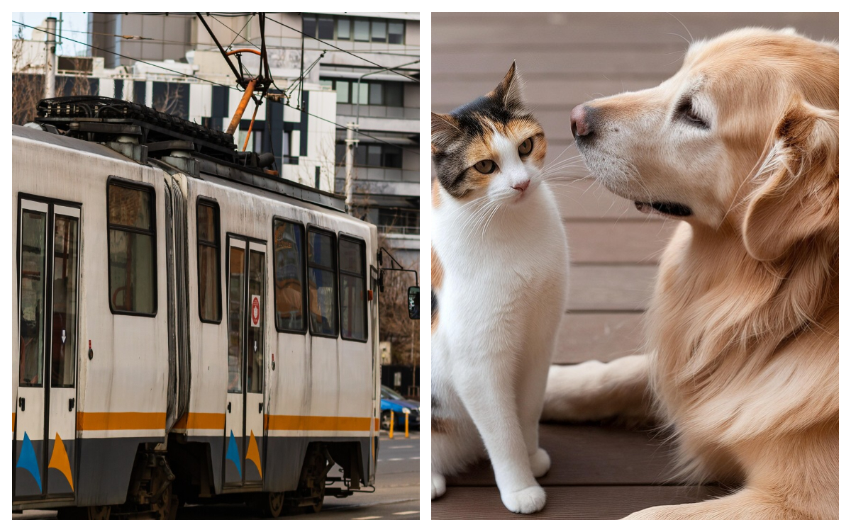 Este OFICIAL! Românii care își plimbă animalele de companie cu tramvaiul sau autobuzul trebuie să le plătească bilet separat