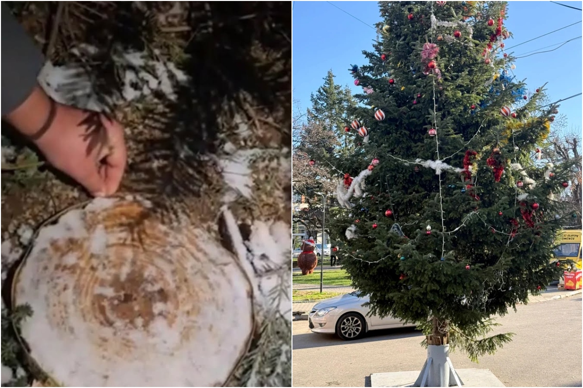 Brad furat din cimitir şi împodobit în centrul oraşului Drăgăşani. Pomul fusese plantat la mormânt de fiii celui răposat
