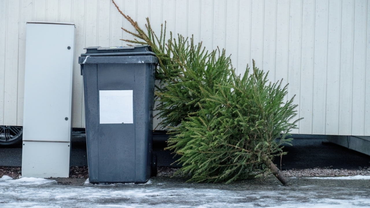 Bradul de Crăciun nu trebuie aruncat! Idei creative pentru a-l refolosi