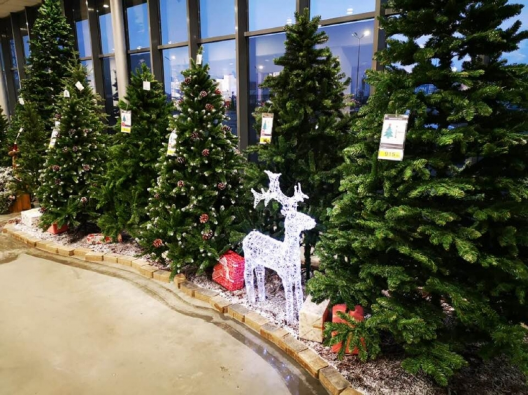 Unul dintre cele mai mari lanțuri de magazine oferă românilor bani în schimbul brazilor de Crăciun. Care sunt condițiile