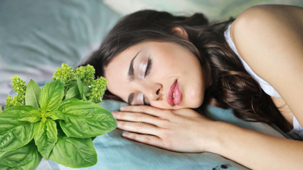 De ce se pune busuioc sub pernă și când? Tradiții, simboluri și credințe legate de Bobotează