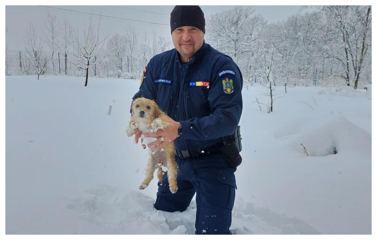 Taxă câini 2026. Incredibil, românii vor plăti impozit şi pentru maidanezi, şi pentru animăluţul propriu!