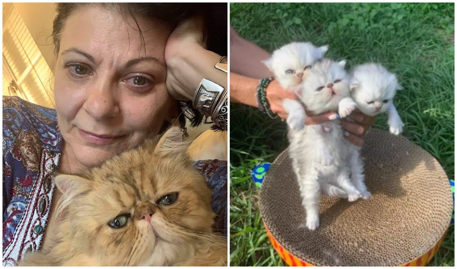 Elena Cârstea, afacere cu pisici în SUA: „Cea mai scumpă mâță am vândut-o cu 9.000 de dolari”