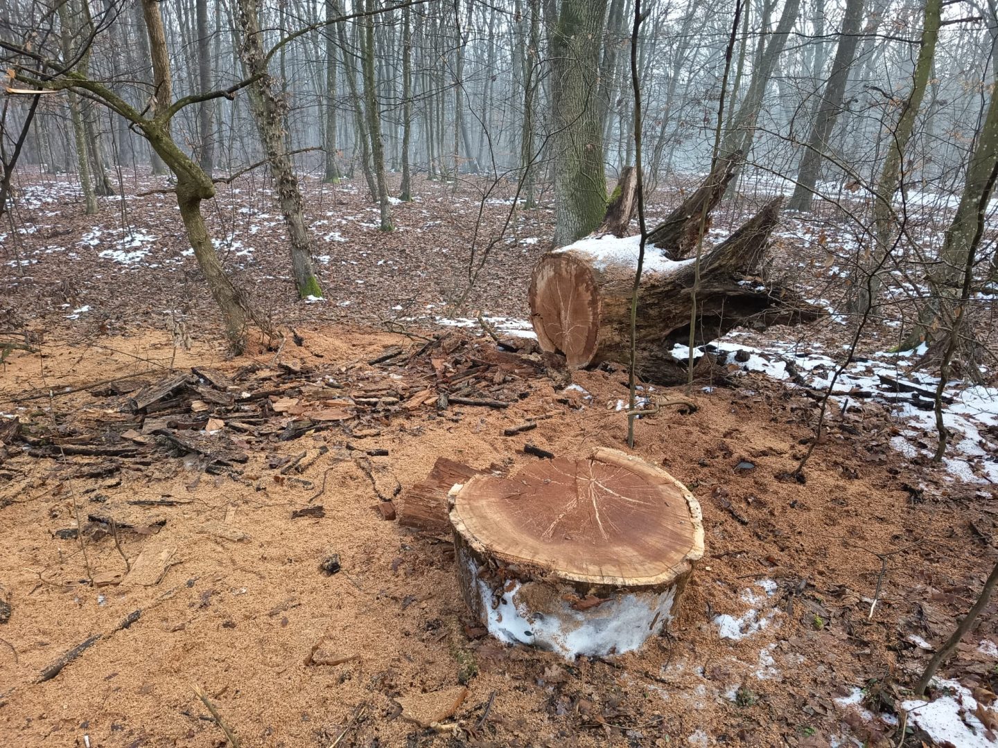 Peste 600 de arbori marcați pentru a fi tăiați în pădurea din Băile Felix. Localnicii sunt îngrijorați, în ciuda explicațiilor autorităților