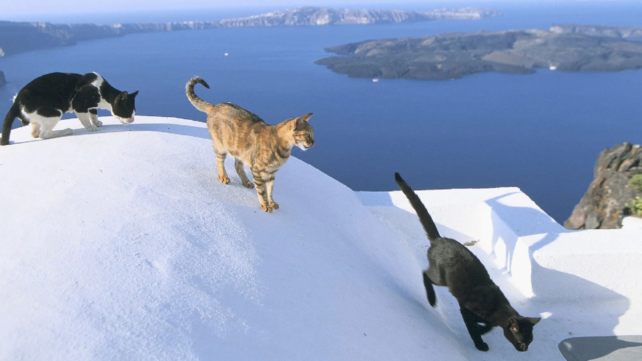 Grecia caută voluntari pentru îngriijirea a 3.000 de pisici fără stăpân de pe o insulă. Se oferă cazare gratuită și o masă pe zi