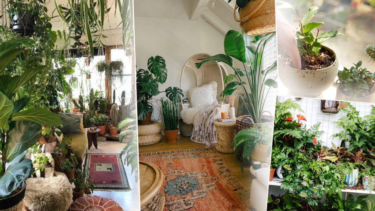 6 plante pe care trebuie să le ai în casă pentru noroc și prosperitate. Ce spun experții