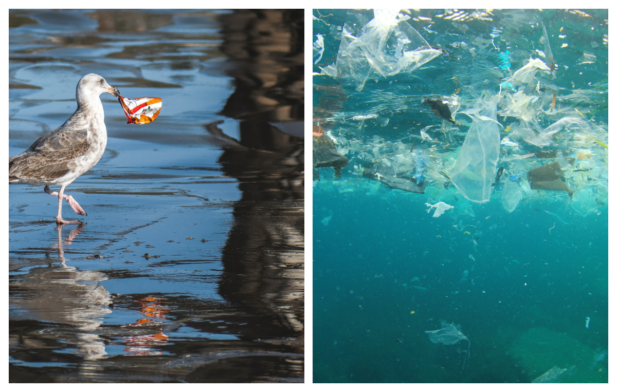 Marea Neagră, poluată cu microplastice. Cercetătorii au găsit plastic în sprot, midii și rapane