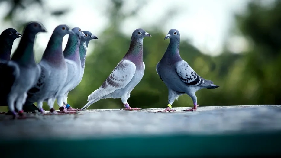 Metoda porumbelul, ultima găselniță la hoților. Un bărbat din Cluj a fost păgubit de bunuri de 52.000 lei