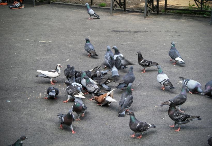 Un bărbat din Vrancea, cercetat după ce a omorât porumbei pe stradă ca să îi mănânce