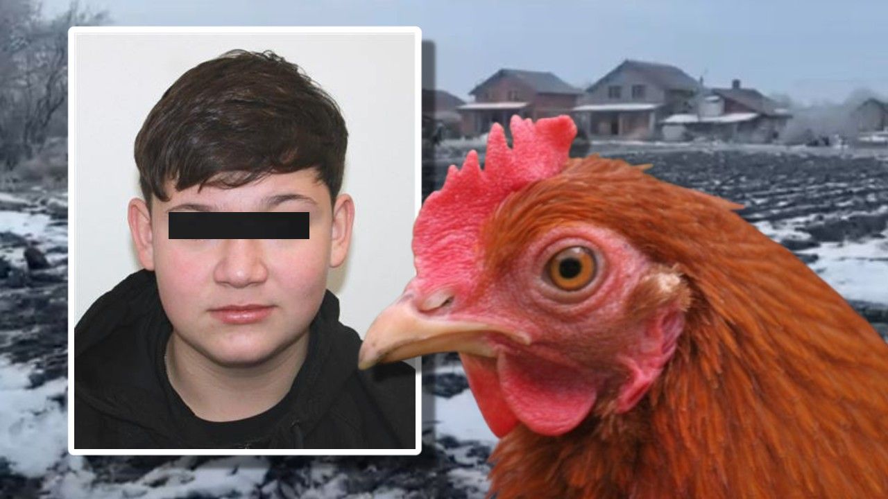 Cum au încercat cei doi băieți din Timiş să acopere că l-au omorât pe colegul lor Mario: Au taiat o găină să justifice sângele din fața casei, iar a doua zi au mers la școală ca și cum nimic nu s-a întâmplat