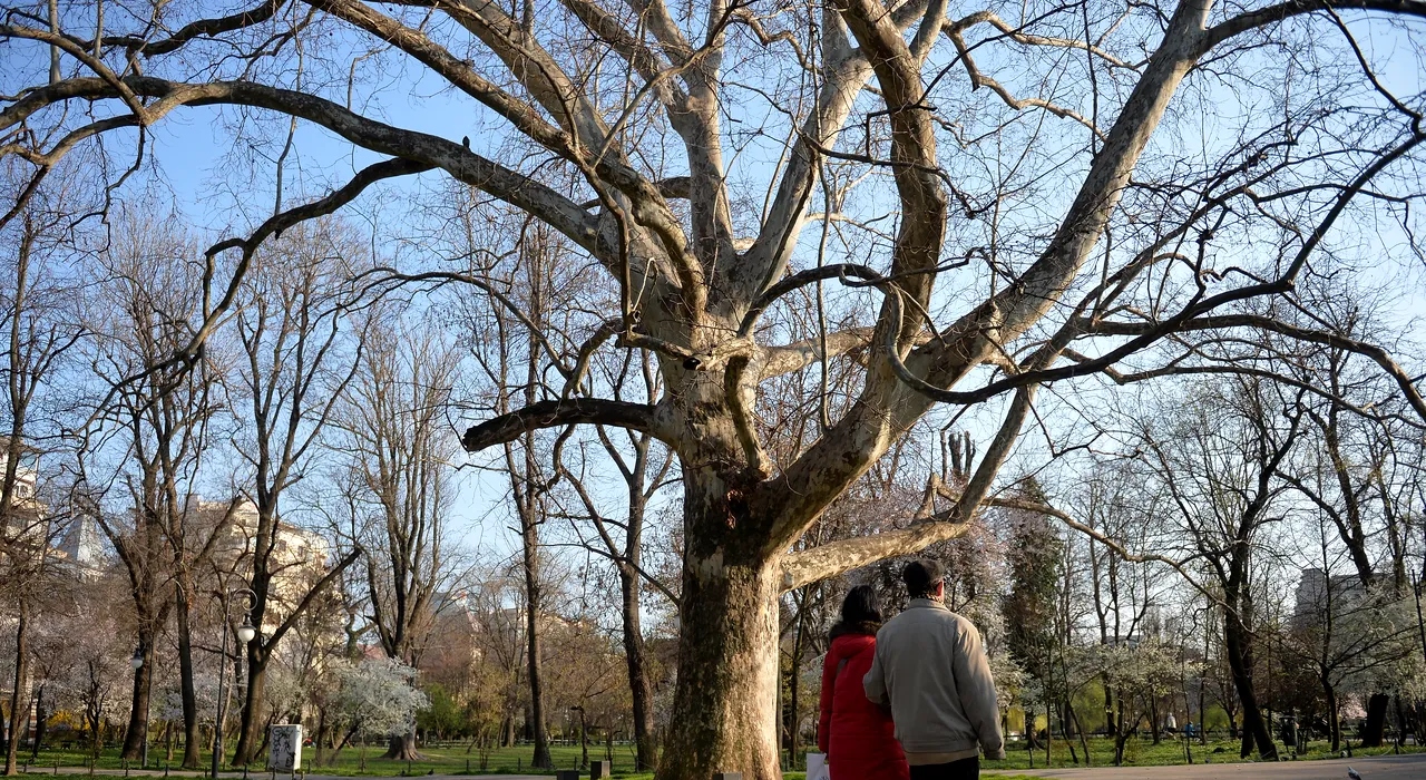 Cum va arăta primăvara anului 2026 în România. Anunțul făcut de meteorologi