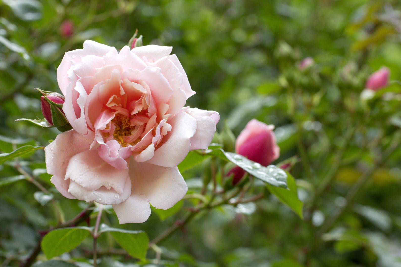 Ce lucrări trebuie să faci în grădină în februarie pentru a avea trandafiri sănătoși și înfloriți la vară