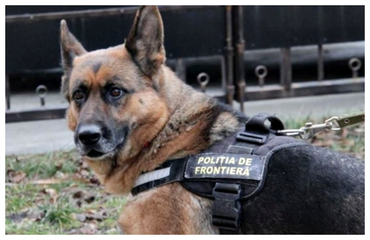 În Poliţie, şi câinii ies anticipat la pensie: Poliția de Frontieră Giurgiu renunţă la un câine „scos din funcțiune” după doar doi ani
