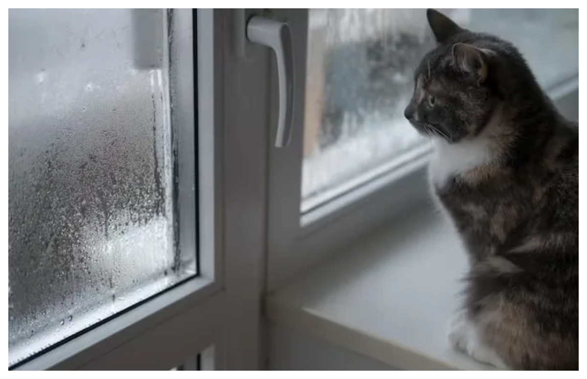 Trucurile ieftine care elimină condensul de pe geamuri. Costă câţiva lei şi concurează cu un dezumidificatoarele costisitoare