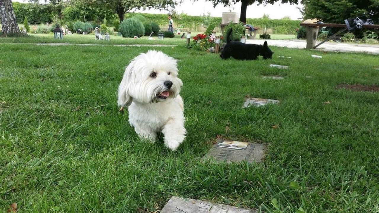 Cimitir pentru animale de peste 2 milioane de euro în Sibiu. Vor fi incluse 233 de locuri „V.I.P” și „Suprem V.I.P”