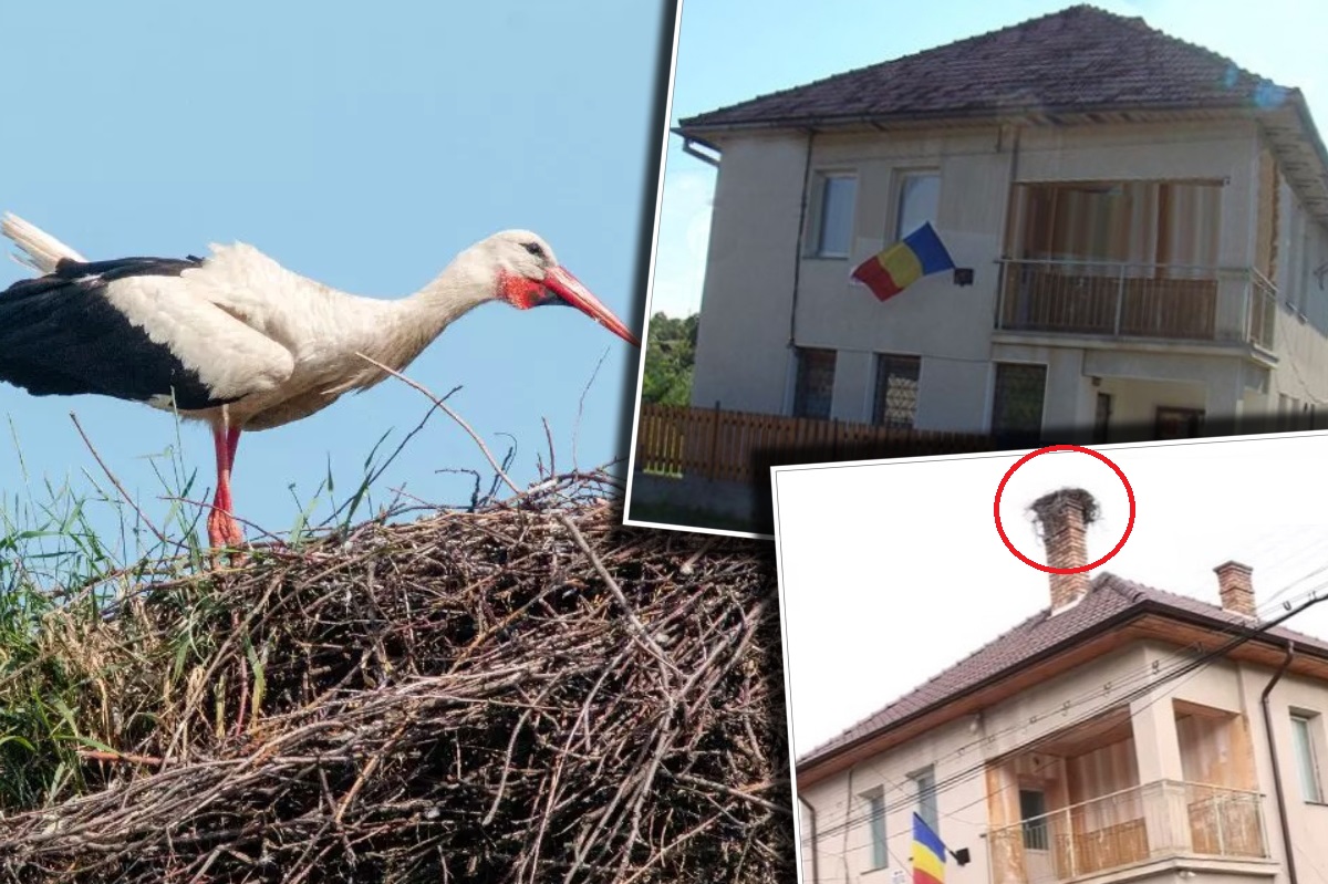 Situație inedită pentru polițiștii dintr-o comună clujeană: sunt ținuți în frig de… o barză. Pasărea și-a făcut cuib pe hornul sediului instituției