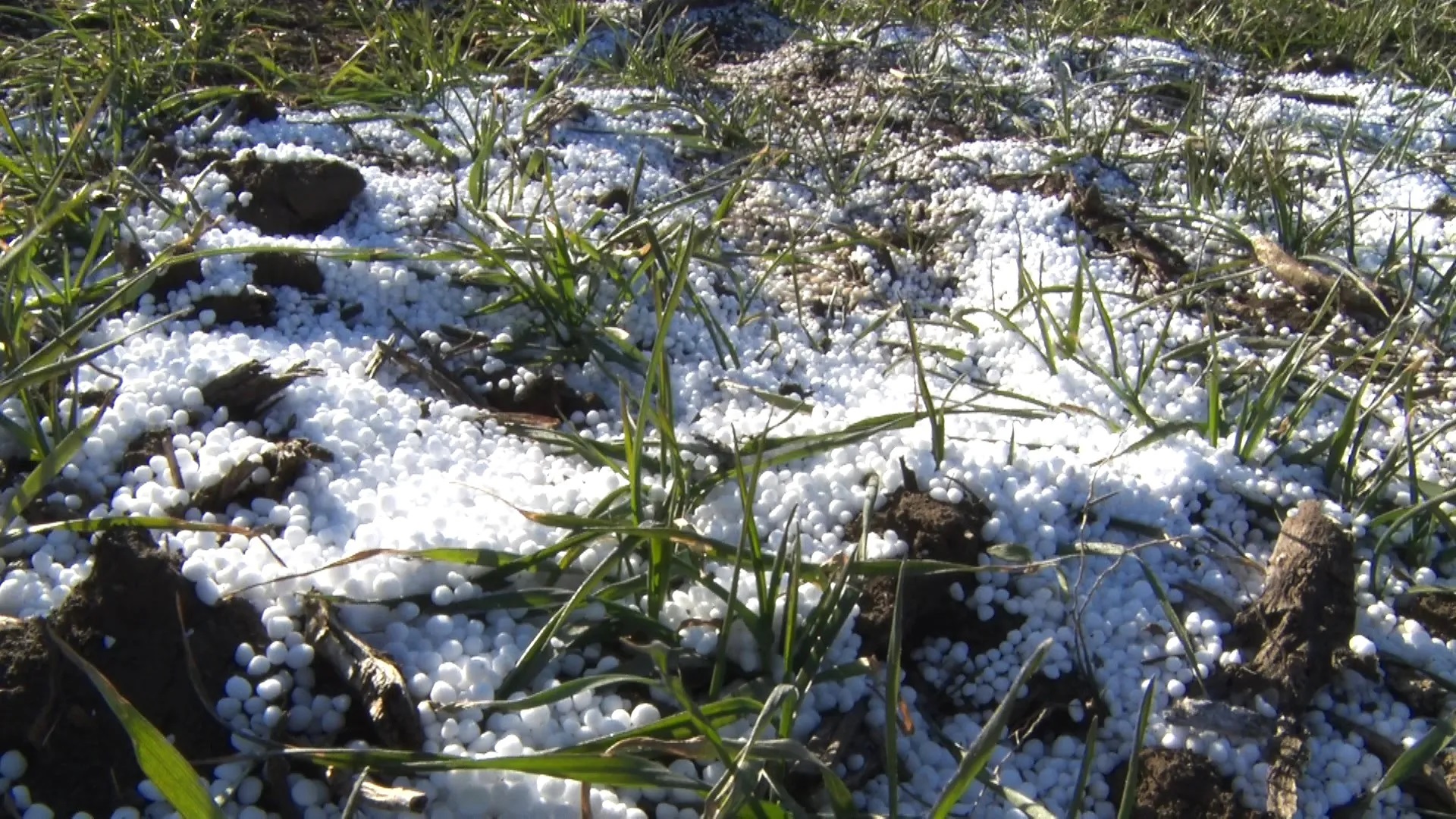 Culturi otrăvite, risc major la siguranța populației. Anchetă în Buzău după utilizarea ilegală a îngrășămintelor pe zeci de hectare de teren