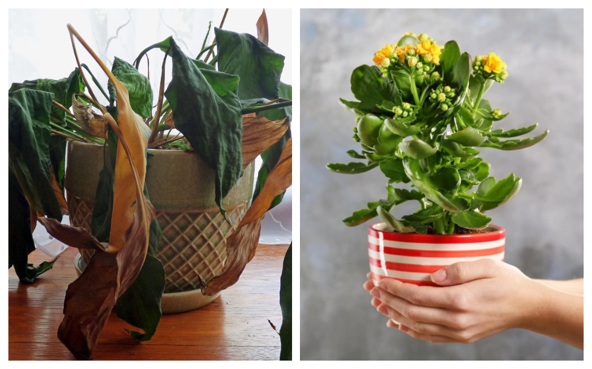 De ce pun oamenii o monedă de cupru sau argint în ghivece. Trucul banal care aduce primăvara mai repede în balconul tău