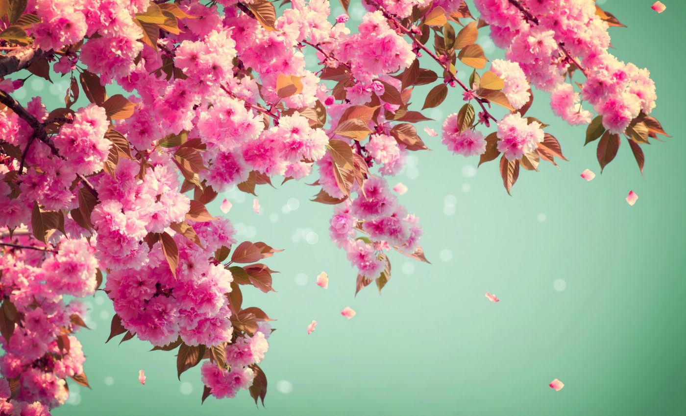 Prognoza meteo martie 2026. ANM anunţă că primăvara este punctuală în acest an