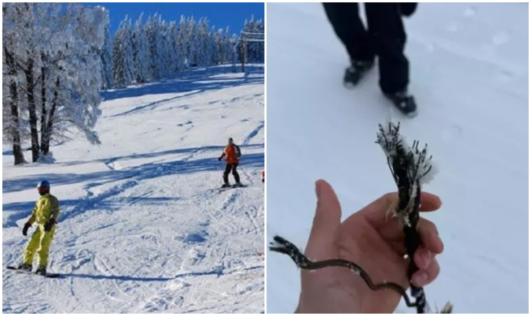 Incident periculos pe pârtie. Cablul unui teleschi s-a rupt, iar 2 copii au fost răniți. Reacția administratorilor