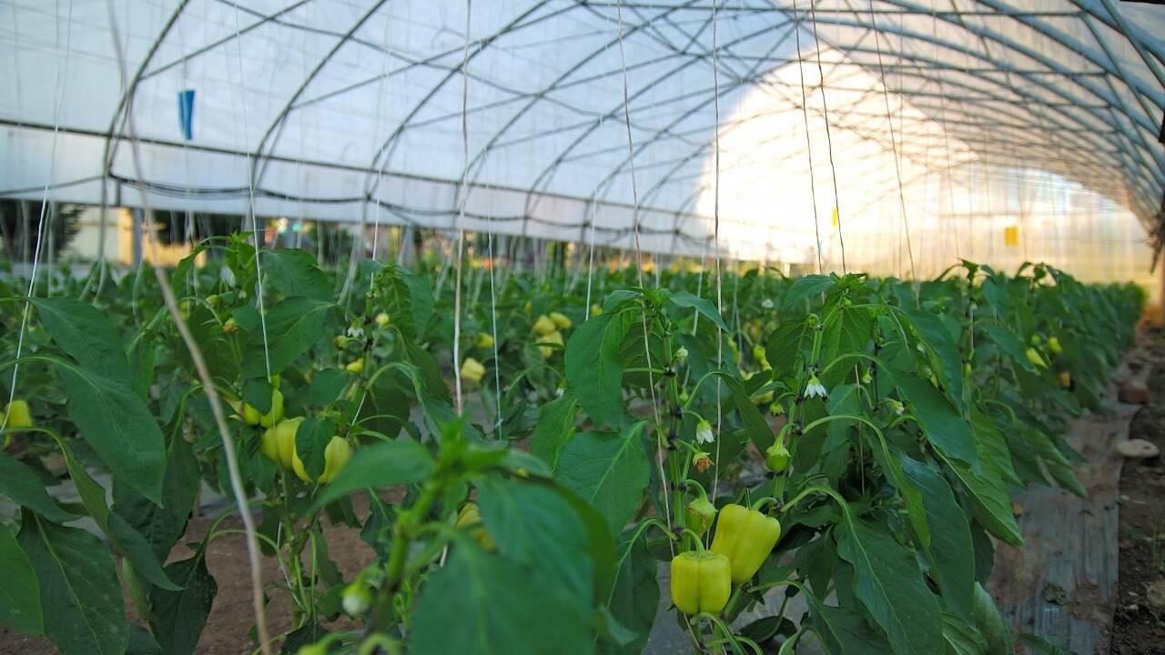 Scumpiri uriașe în legumicultură. Costurile de producție ar putea crește cu până la 70% în 2026