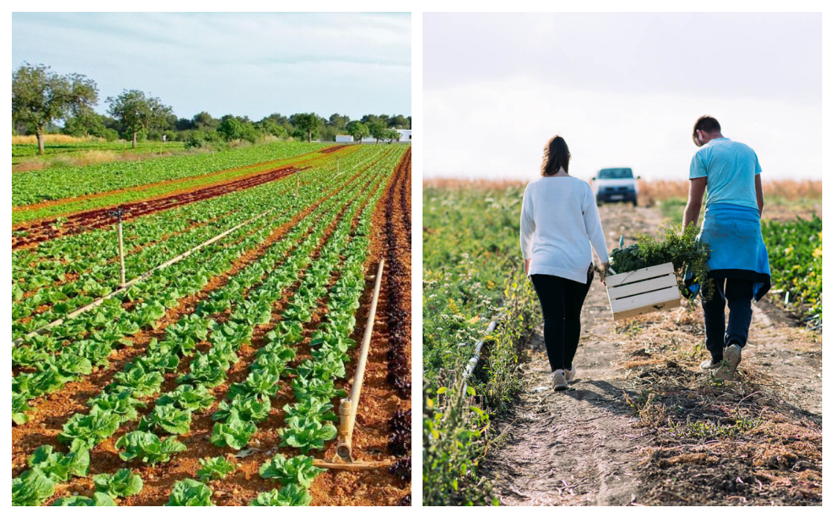 Scumpiri uriașe pentru producătorii de legume. Cât au crescut costurile de producție