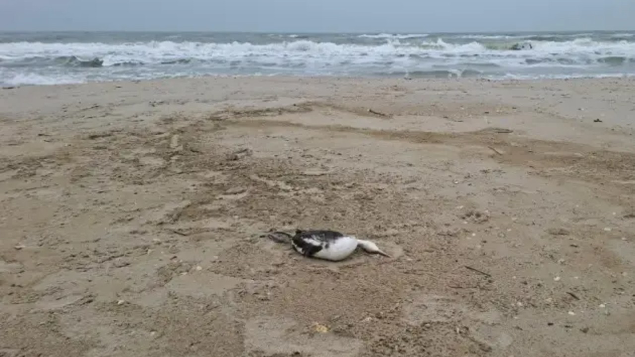 Poluare masivă în Marea Neagră. O scurgere de ulei a ucis mii de viețuitoare