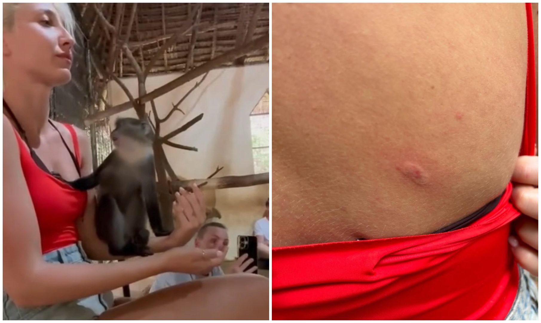 Monica Odagiu, mușcată de maimuță în vacanță. : „Se cățăra pe mine, umbla la alunițe. Nu am fost la doctor”