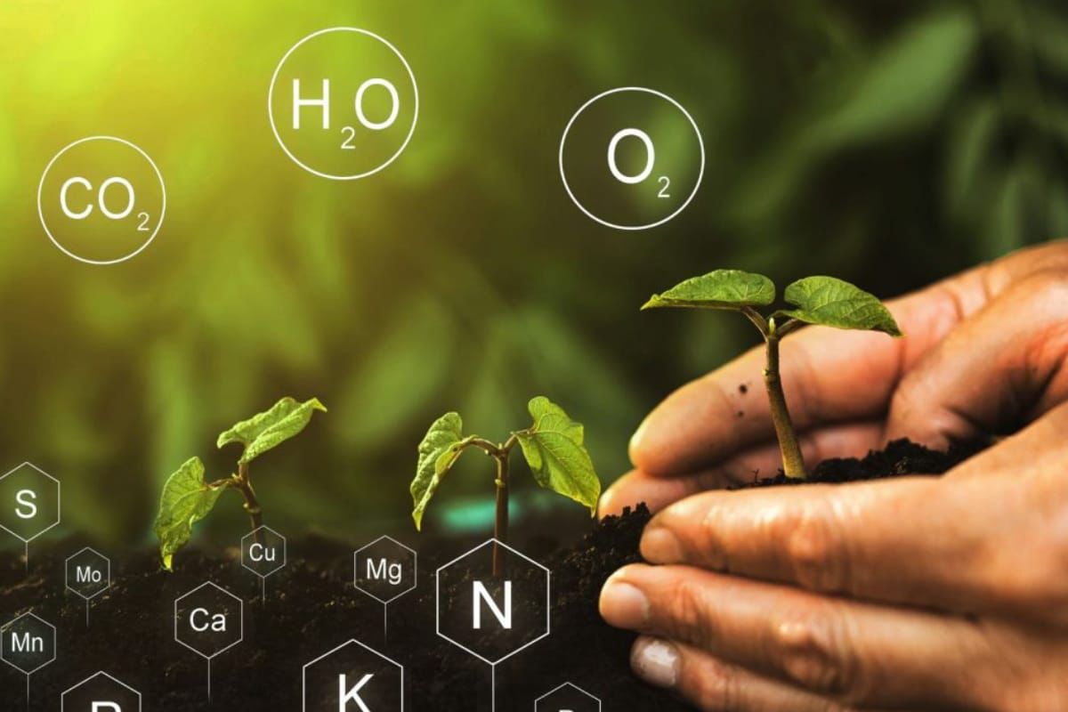 Nutriția plantelor: cum identifici corect carențele și alegi fertilizarea potrivită