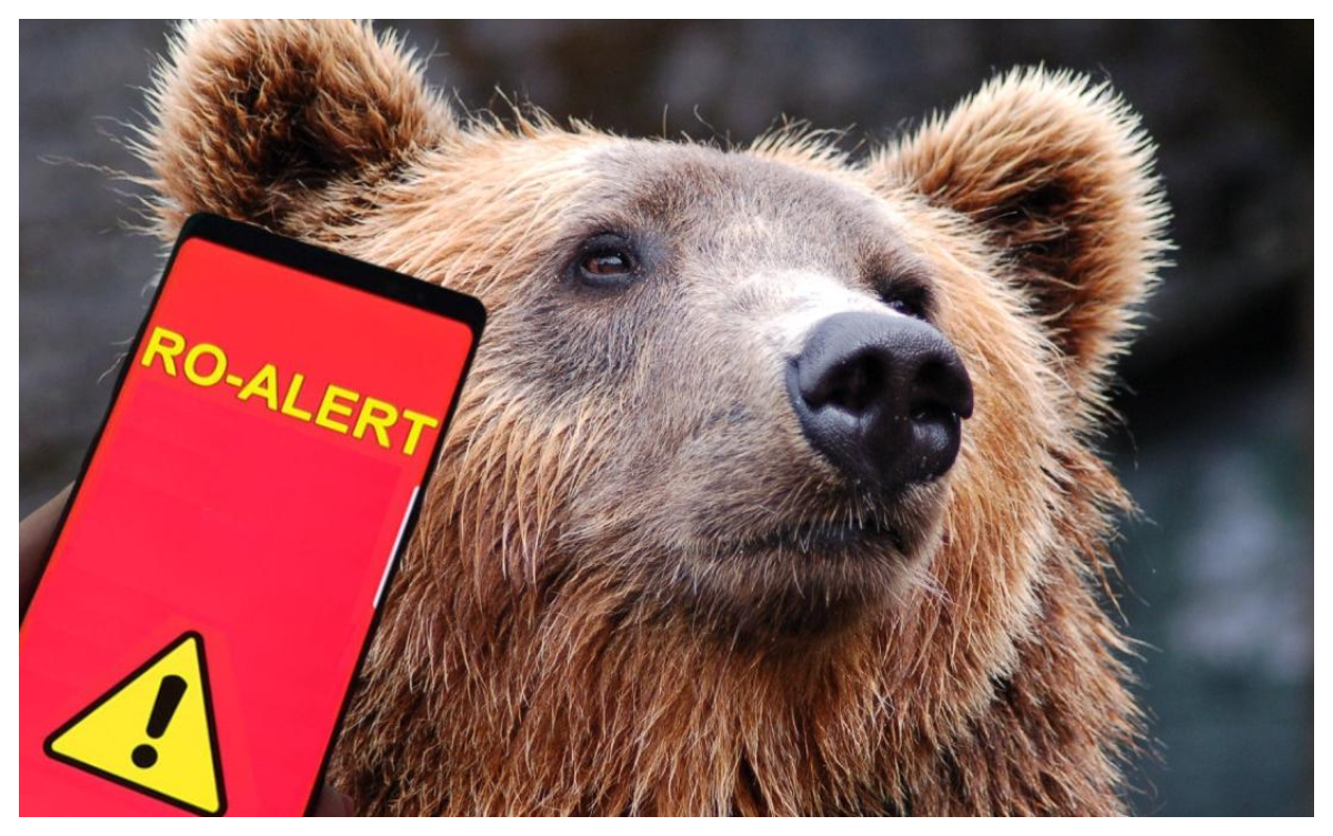 Ro-Alert marţi seara, un urs a fost văzut în oraşul Cugir. Amenzi de 30.000 d elei pentru cine hrăneşte urşii