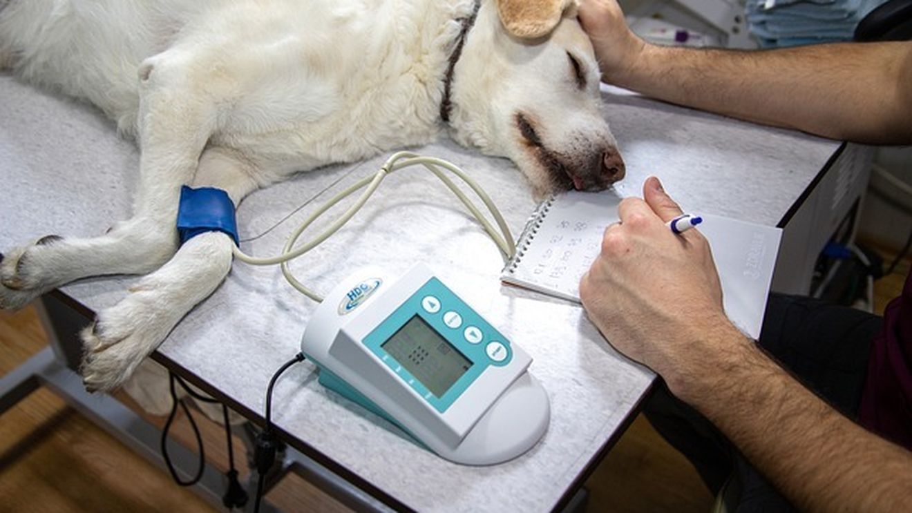 O nouă zi liberă! Se acordă concediu plătit pentru animăluţul bolnav. Este nevoie doar de un document de la veterinar