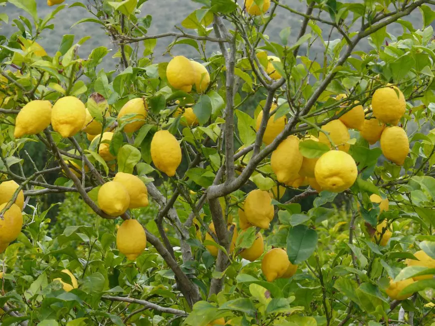 14 motive pentru care lămâia nu este doar un simplu fruct, ci și un ajutor util în casă