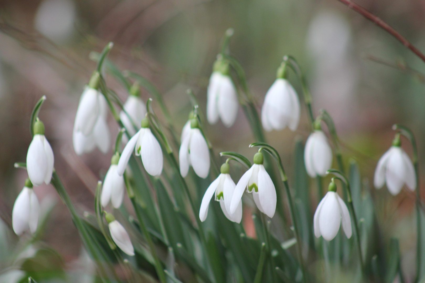 Țara plină de români în care primești amendă de 50.000 de euro dacă rupi ghioceii. În România poți ajunge la închisoare