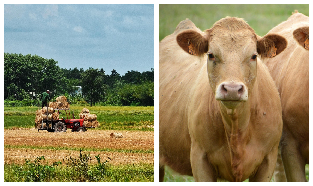 Subvenții APIA 2026. Cine primește bani de la stat și până când se pot depune cererile