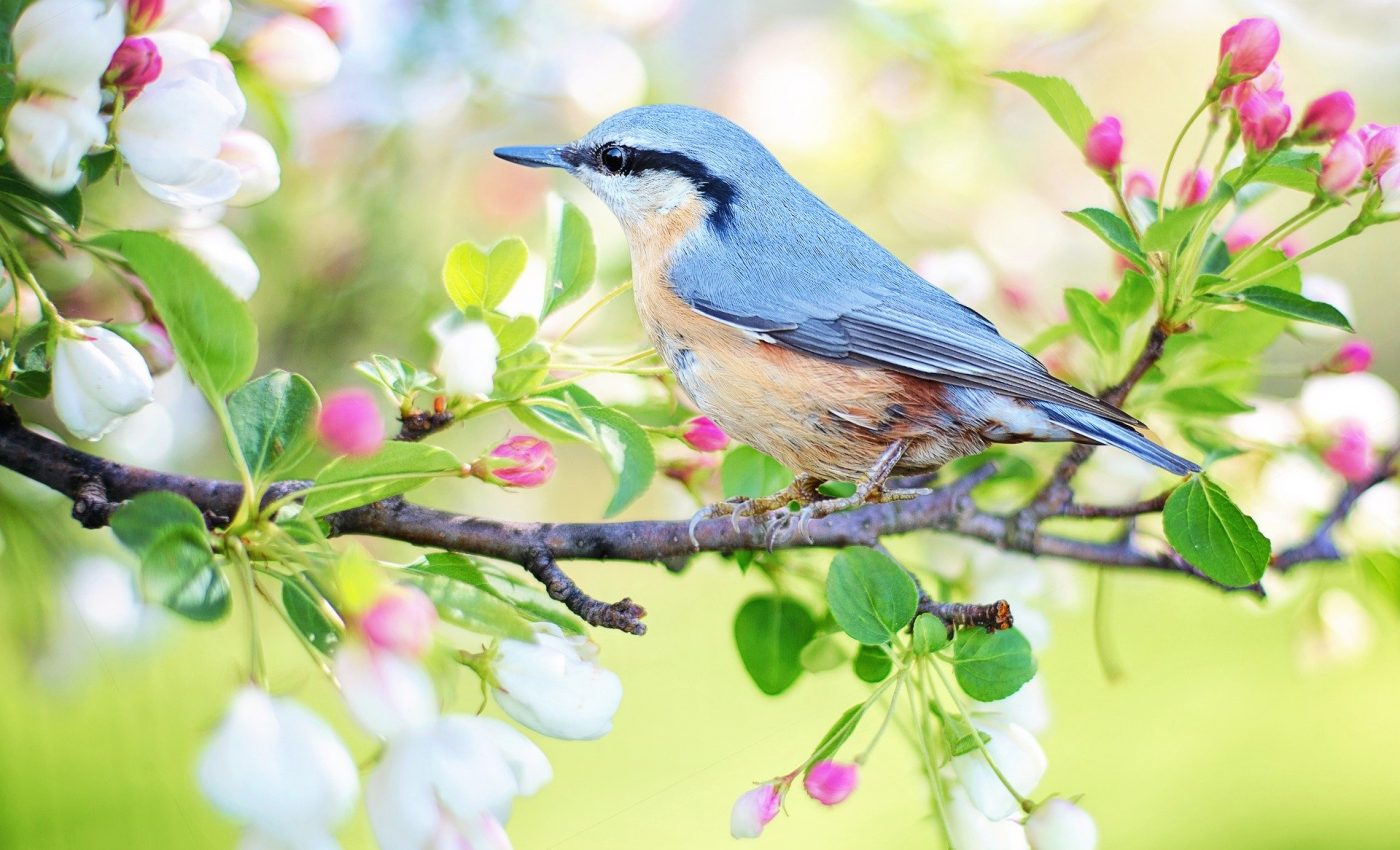 Horoscop PRIMAVARA 2026: Ce zodii înfloresc chiar de mâine, au parte de o energie specială din paretea astrelor