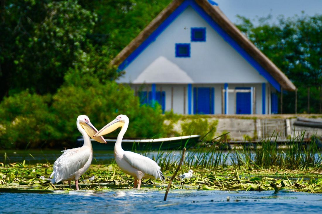 De ce este Delta Dunării o minune naturală care merită explorată?