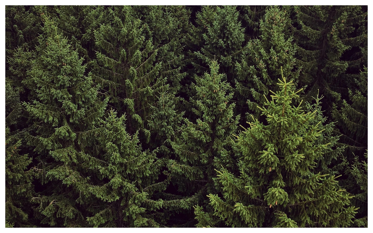 Subvenții APIA 2026. Românii vor primi bani de la stat pentru pomii de Crăciun