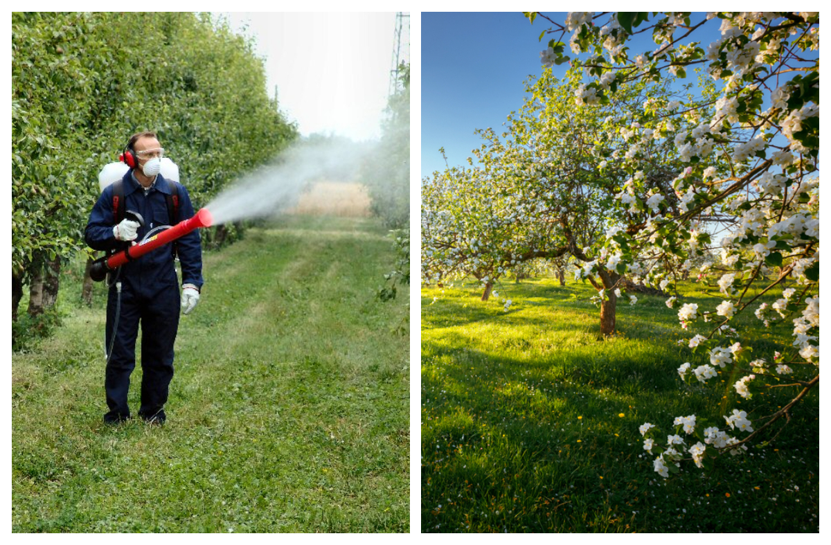 Care este temperatura ideală pentru a stropi pomii, vița de vie și trandafirii. Regula pe care trebuie să o respecte orice român care locuiește la curte